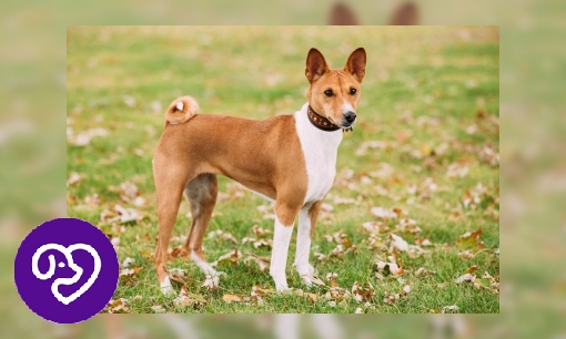 Plaatje Basenji