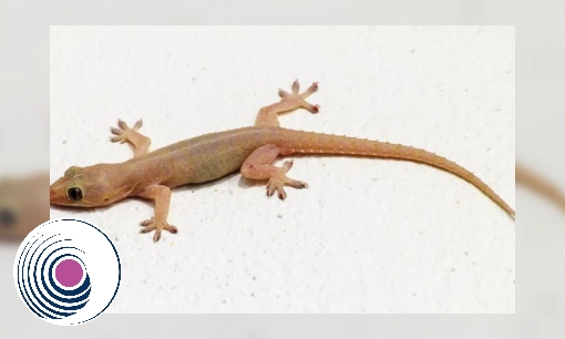 Spreekbeurt Aziatische huisgekko