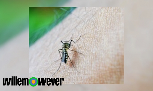 Hebben die vervelende muggen nog een bepaald nut?