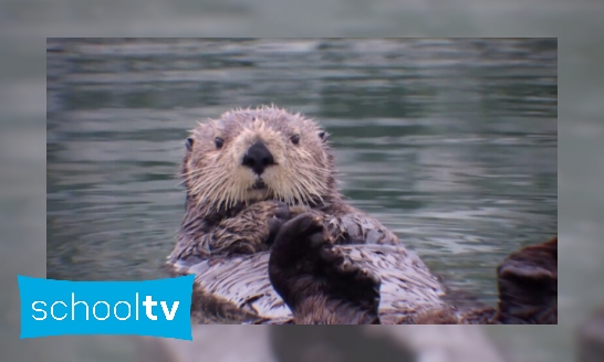 Waar leeft de otter in Nederland?