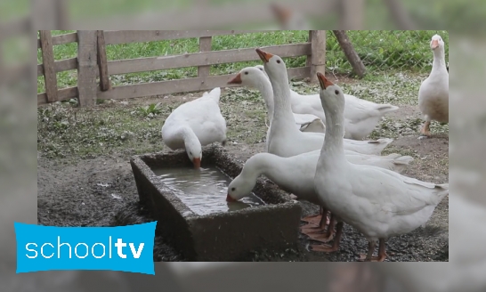 Plaatje Hoe leeft de gans?