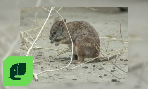 Plaatje Parmawallaby