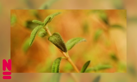 Planten in de verdediging: verdedigen zonder beweging