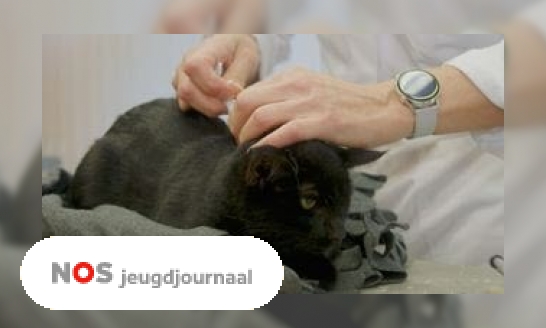 Katten krijgen gratis chip in Den Haag