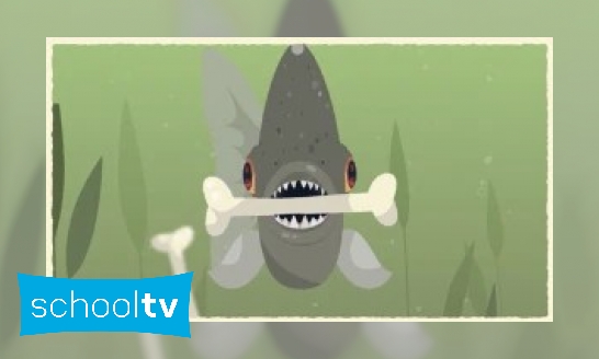 Plaatje De piranha in het kort