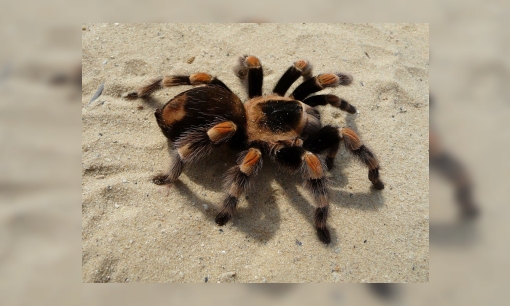 Plaatje Het leven van vogelspinnen