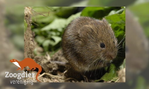 Plaatje Aardmuis