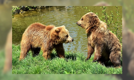 Plaatje Hoe praten dieren met elkaar?