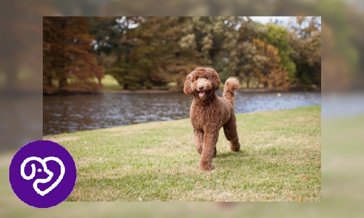 Plaatje Labradoodle