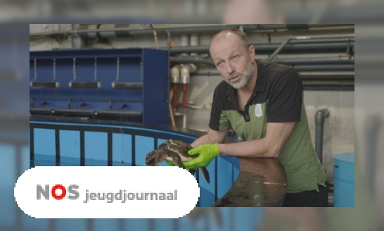 Waarom spoelen nu zo veel tropische schildpadden aan?