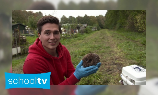 Waarom gaat het niet goed met de egel in Nederland?