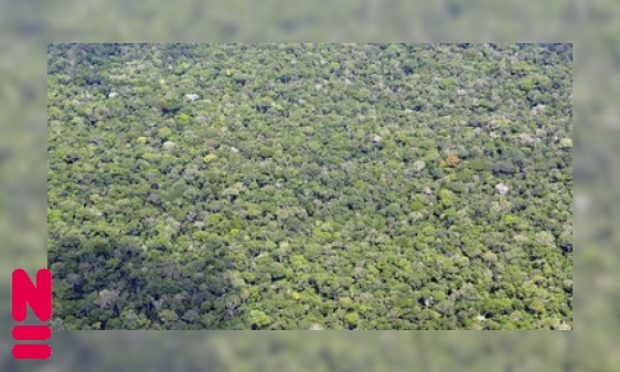 Plaatje Bomen tellen in het grootste regenwoud ter wereld