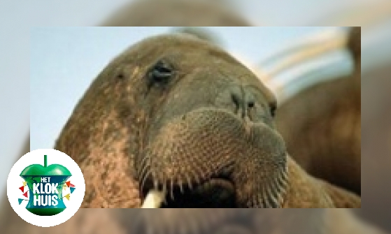 Plaatje Walrus