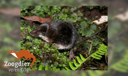 Plaatje Waterspitsmuis