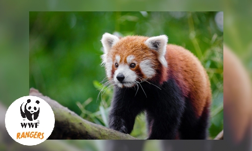 Rode panda Hupie, dé mascotte van WWF