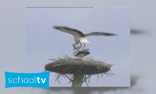 Paarvorming bij vogels