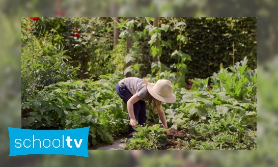 Plaatje Een moestuin in de stad