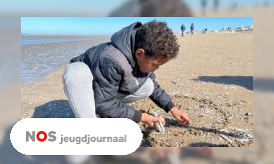 Schelpen zoeken tijdens eerste schelpenteldag