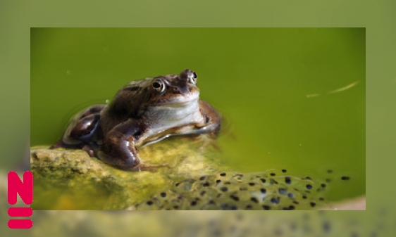 Plaatje De kikker, door dik en dun