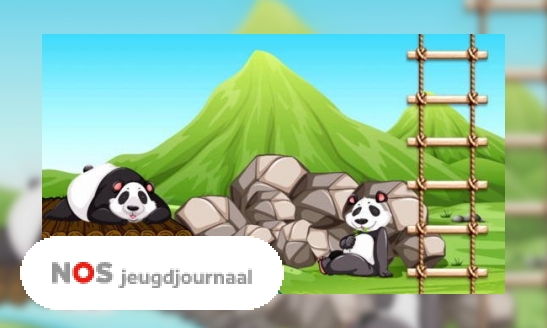 Plaatje Drie vragen over de panda