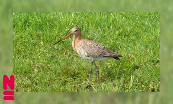 Plaatje Weidevogels op stelten