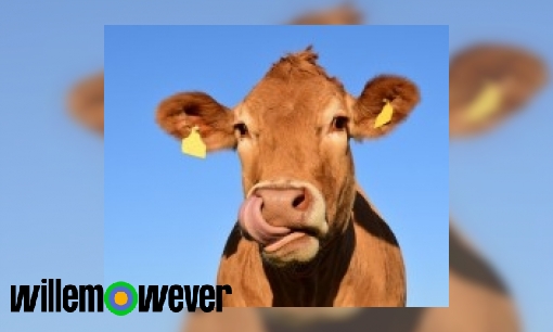 Hoe weet een koe naar welke maag het voedsel moet nadat hij dit hergekauwd heeft?