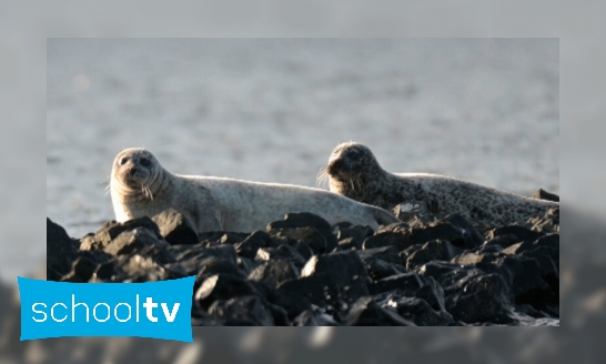 Plaatje Hebben we over 10 jaar nog zeehonden?