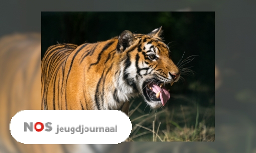 Plaatje Goed nieuws: er zijn meer tijgers in het wild