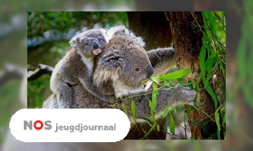 Plaatje Koala