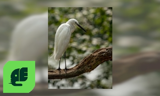 Plaatje Kleine zilverreiger