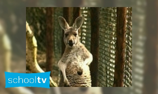 Plaatje De kangoeroe