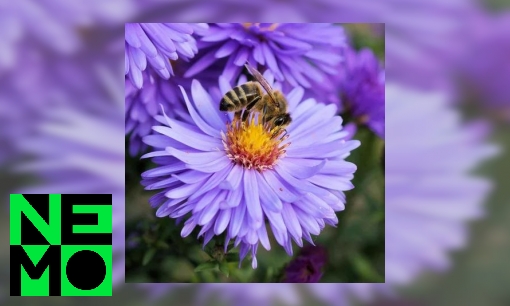 Plaatje Maakt één bij maar een twaalfde theelepel honing?