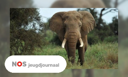 Plaatje Goed nieuws! Het gaat weer wat beter met olifanten in Afrika