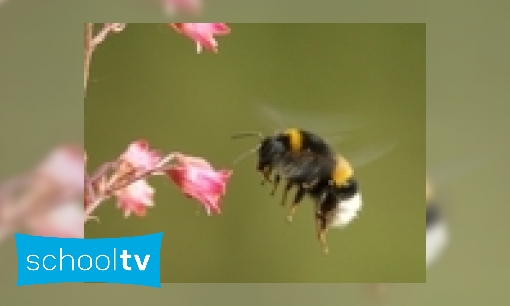 Hoe vliegen insecten?