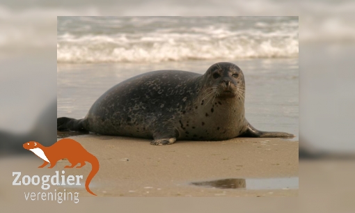 Plaatje Gewone zeehond