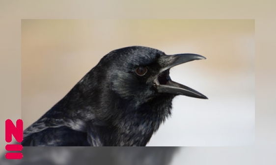 Wat vogels elkaar toeroepen