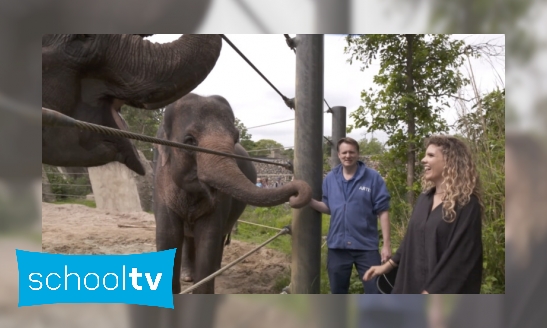 De poep van een Aziatische olifant