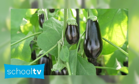 Plaatje Hoe worden aubergines gekweekt?