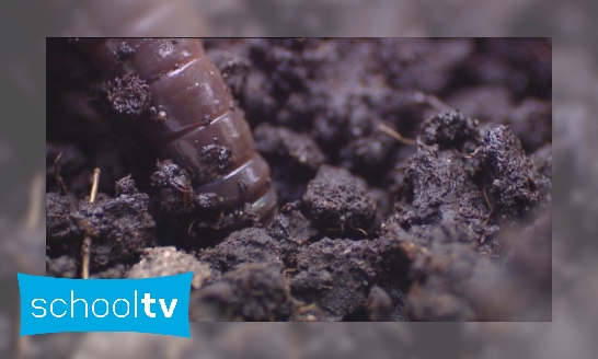 Plaatje Nieuws uit de Natuur ; Regenwormen