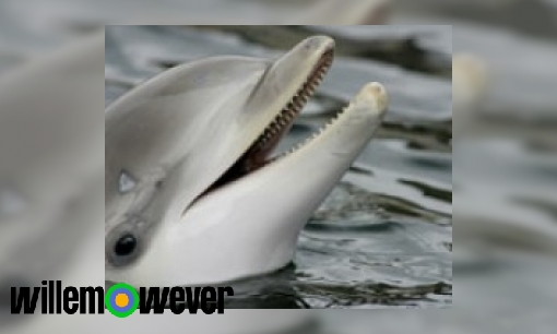 Kunnen dolfijnen de mensen horen praten?