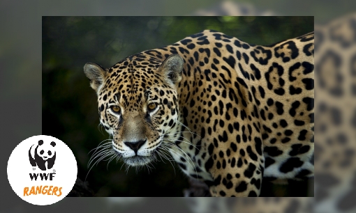 Plaatje De jaguar