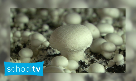 Plaatje Hoe worden champignons gekweekt?