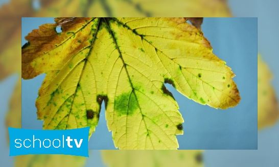 Plaatje Waarom veranderen bladeren in de herfst van kleur?