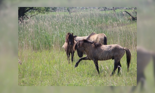 Plaatje Oostvaardersplassen