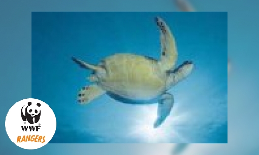 Plaatje De zeeschildpad