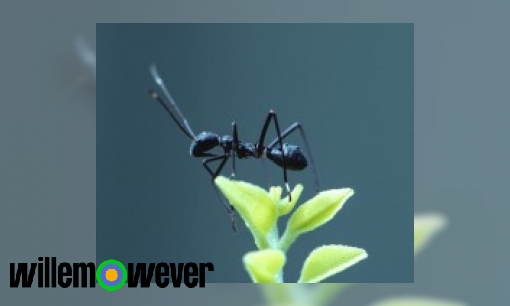 Plaatje Hoe oud kan een mier worden?