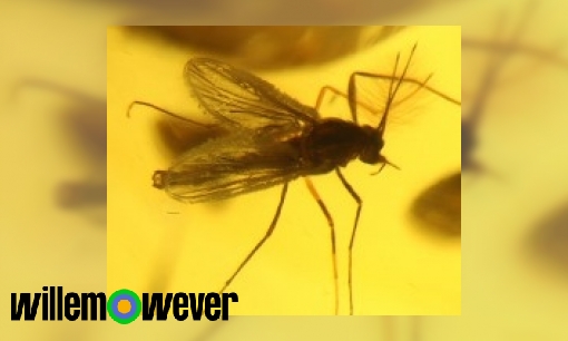 Plaatje Waarom komen muggen op licht af?