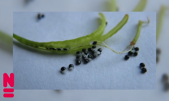 Is er zorg na de geboorte bij planten?