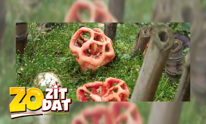 Bizarre paddenstoel