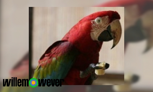 Plaatje Waarom kan een papegaai leren praten?